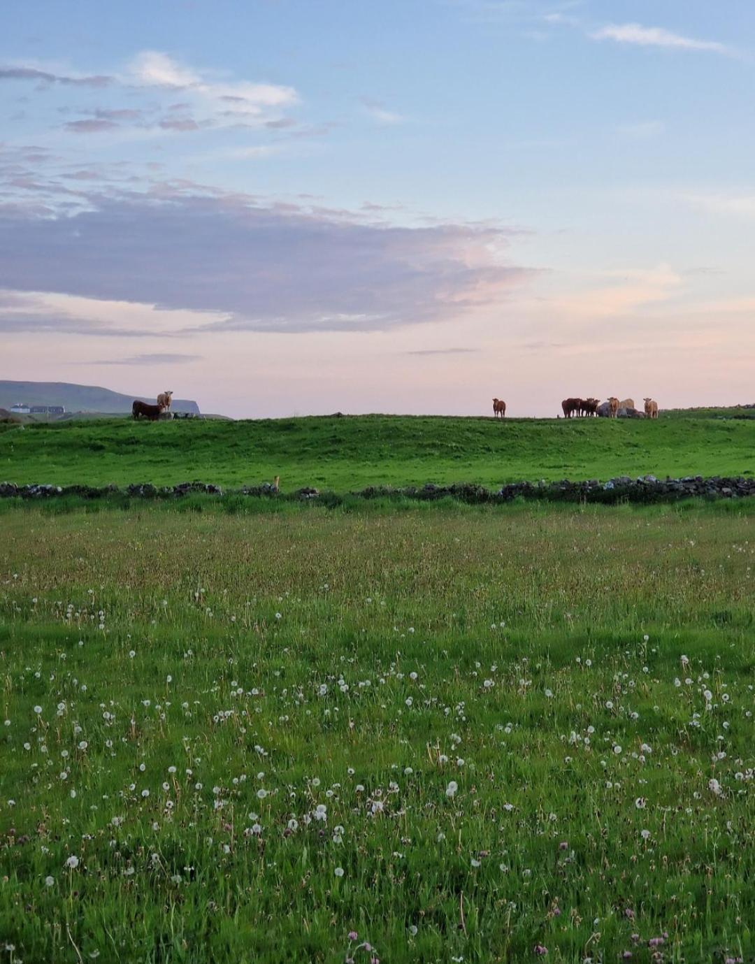 Вилла Wild Meadow Huts Дулин Экстерьер фото